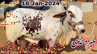 Malir Mandi Cattle Rates Update 16jan2024  Malir Mandi Update  Cow Mandi 2024 [upl. by Stanleigh]