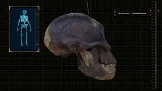 Reconstrucion facial 3D  Australopithecus Afarensis Lucy [upl. by Rustin]