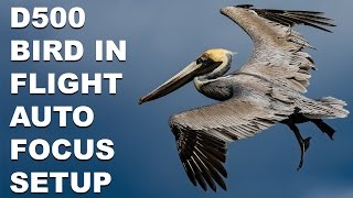 Nikon D500 Bird In Flight Autofocus System Setup [upl. by Ennadroj746]