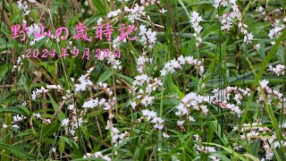 野山の歳時記 秋風が吹き 咲き始めた花 2024年9月29日 [upl. by Nnylg]