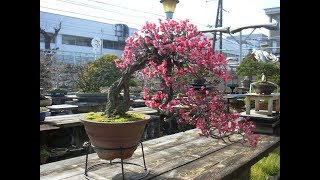 Flowering Bonsai trees  Callicarpa Japonica Bonsai [upl. by Scharaga459]