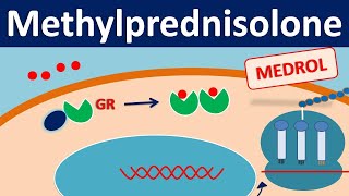 Methylprednisolone  Mechanism side effects precautions amp uses [upl. by Nare]