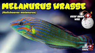 Reef Show Wiki Melanurus Wrasse [upl. by Arrait875]