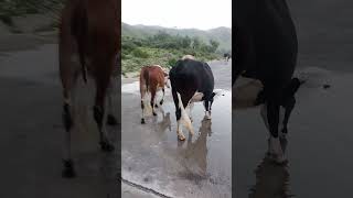 cow is drink water mountains nature viralvideos foryoupage trending foryou fyp [upl. by Bartie]