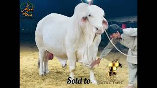 Ladla White Lion  Masha Allah  ASLAM amp MAKKAH CATTLE FARM [upl. by Toma15]