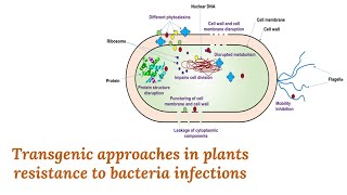 Transgenic approaches in plants resistance to bacteria infections [upl. by Bogosian124]