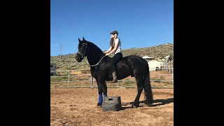 Horse Trainer in Reno Nevada with Friesian Stallion [upl. by Kellyn458]