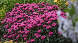 Monarda Production Tips  Walters Gardens [upl. by Ahseit]