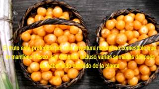 Aguaymanto fruto andino nutritivo manjar de los Incas [upl. by Vachell265]