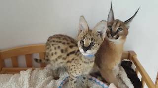 Stylisticat serval and caracal kitten together  best friends [upl. by Aihsercal439]