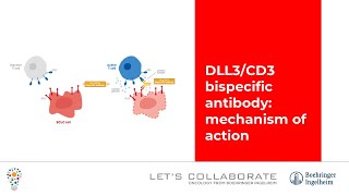 DLL3CD3 bispecific antibody mechanism of action [upl. by Chessy]