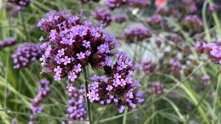 Verbena bonariensis purpletop vervain  FarmerGracycouk [upl. by Hareemas578]