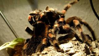 Brachypelma smithi Paarung mating [upl. by Foley781]