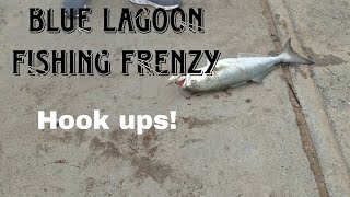 Blue Lagoon fishing frenzy and hook ups latest update South Africa 2023 [upl. by Michigan704]