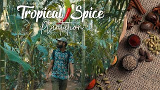 A Spice Plantation In Goa To Cool Off The Summer Heat  Tour  Rs 500 [upl. by Dalt650]