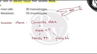 The cells of areolar tissue that secrete fibres are [upl. by Ymiaj865]