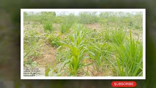 mulching crop  natural  cultivation  natural forming [upl. by Chenay]