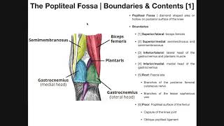 The Popliteal Fossa EXPLAINED  Boundaries amp Contents [upl. by Nyahs]