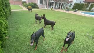 Doberman Gang [upl. by Dewar]