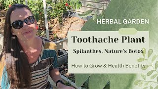 Toothache Plant Natures Botox  How to Grow Seed Saving amp Health Benefits [upl. by Donoghue794]