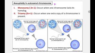 73 i Aneuploidyautosomal chromosomeMonosomy 21 [upl. by Elsworth]