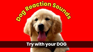 Sounds That Will Make Your Dog React  Try it Now [upl. by Server]