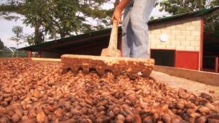 Läderach  Coca Bean Cultivation [upl. by Faubion559]