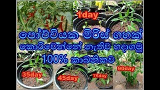 miris wagawa Chili Cultivation මිරිස් වගාව miris kola kodaweema Home gardening How to grow chili [upl. by Briney]