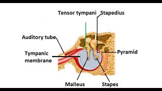 Difference between tensor tympani and stapedius [upl. by Marlene647]