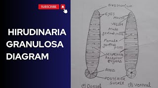 hirudinaria granulosa diagram ।। how to draw hirudinaria granulosa diagram ।। [upl. by Treble]