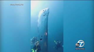 Divers discover giant oarfish off northern coast of Taiwan [upl. by Dona]