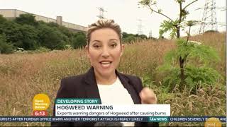 Giant Hogweed UK risks losing fight against toxic plant Experts Warn [upl. by Klemm595]