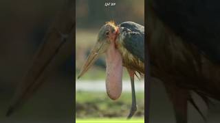 The Marabou Stork The Silent Cleaner of the Natural World marabou animals [upl. by Cacka]