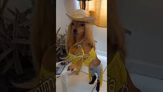 Ticaracatica e Tiffany chiclete prontas para o final de semana pets funnyvideo [upl. by Llain]