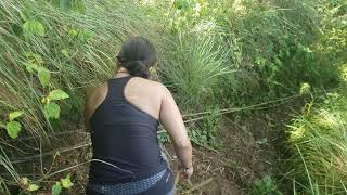 Okolehao Trail to Hihimanu Trail Hanalei kauai Hawaii [upl. by Pascal]