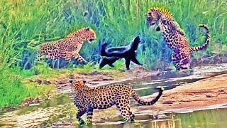 3 Leopards Have Epic Battle with Honey Badger [upl. by Bethezel]