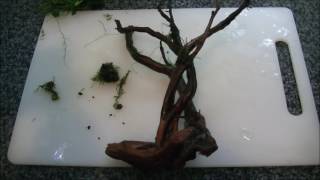 Attaching Anibius and Fissidens moss to wood [upl. by Ahsikrats]