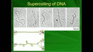 Introduction to DNA Supercoiling [upl. by Yemrej26]