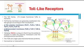 Toll like receptors [upl. by Dunkin]