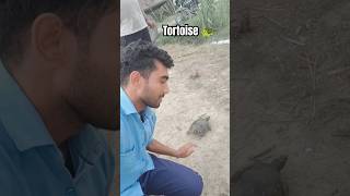 pyara sa tortoise 🐢 Mila humare khet m [upl. by Oicneconi351]