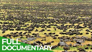 Great Migration  Wild Ones  Episode 11  Free Documentary Nature [upl. by Taub]