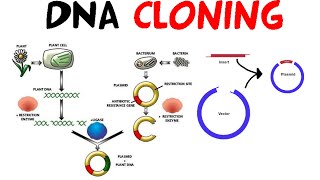 DNA cloning [upl. by Nnyllatsyrc364]