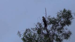 Burchells Coucal quotRain Birdquot calling  very unusual [upl. by Mara555]