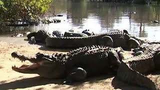 Which lake in Florida has the most alligators [upl. by Jourdain]