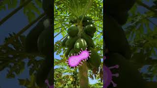 Sucking Pest से बचाएं पपीते को 🤔 Protect Papaya From Virus👇 Indian Farmer shorts indianfarmer [upl. by Daron]