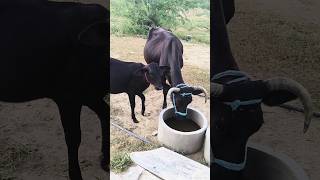 village dairy farming  dairy farm life shorts cow nature [upl. by Reitman]