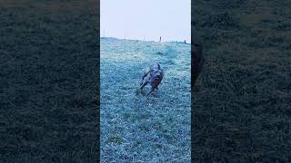 Our Rhodesian Ridgeback having fun at full power on the pasture Austria February 2024 [upl. by Gilburt672]