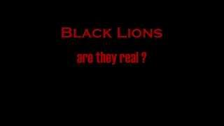 Black Lions are they real [upl. by Tallu]