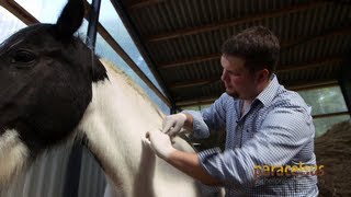 TierheilpraktikerAusbildung bei den Paracelsus Schulen [upl. by Eentruok]