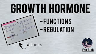 Growth Hormone  Functions  Regulation  Somatomedins  Endocrine Physiology [upl. by Elsa]